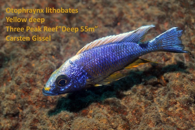 Otopharynx lithobates 'Three Peaks Reef'